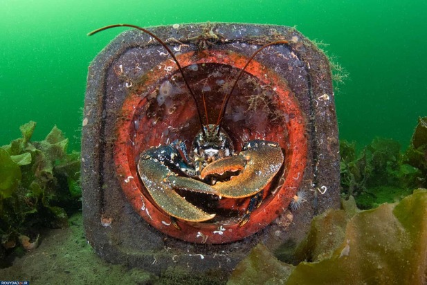 برندگان عکاسی زیر آب2020