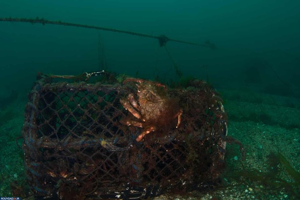 برندگان عکاسی زیر آب2020