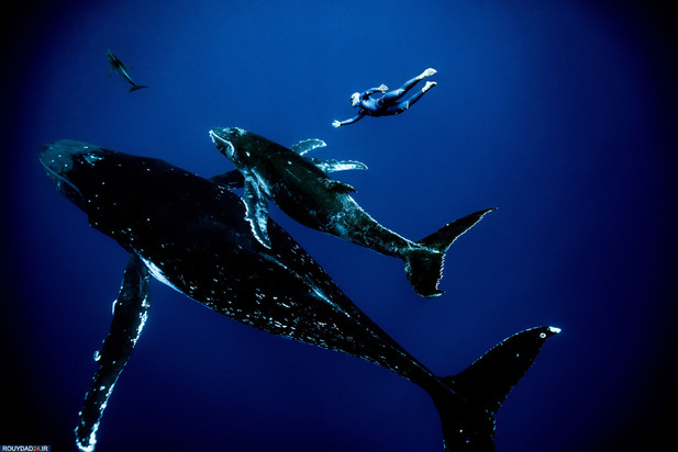 شیرجه زیر اب