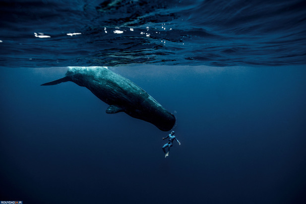 شیرجه زیر اب