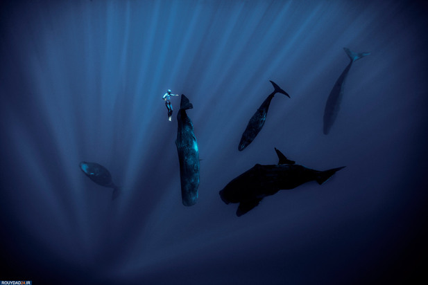 شیرجه زیر اب