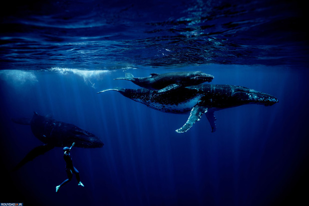 شیرجه زیر اب