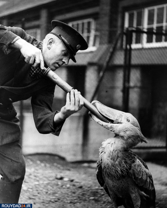 تاریخ در آنفولانزا