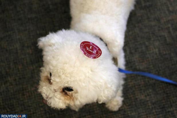 صحنه‌هایی از سه‌شنبه بزرگ