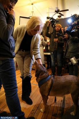 اسبها و سگها در انتخابات امریکا