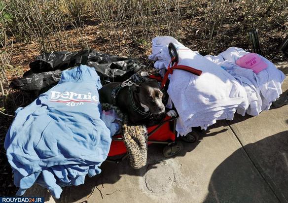 اسبها و سگها در انتخابات امریکا