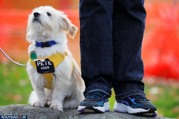 اسبها و سگها در انتخابات امریکا