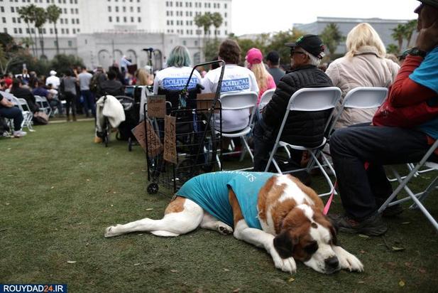اسبها و سگها در انتخابات امریکا