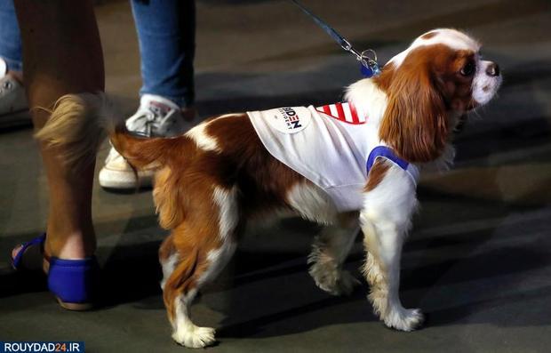 اسبها و سگها در انتخابات امریکا