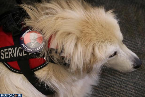 اسبها و سگها در انتخابات امریکا