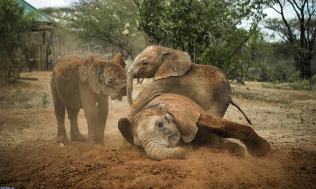 برندگان عکاسی حیات وحش