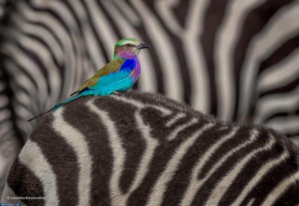 برندگان عکاسی حیات وحش