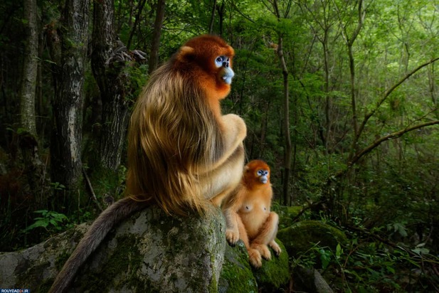 برندگان عکاسی حیات وحش