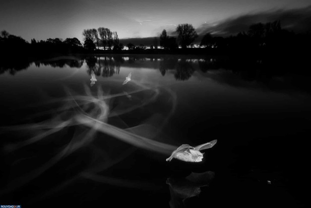 برندگان عکاسی حیات وحش