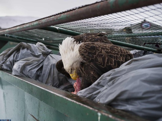 برندگان عکاسی حیات وحش