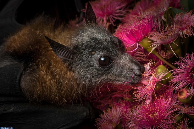 برندگان عکاسی حیات وحش