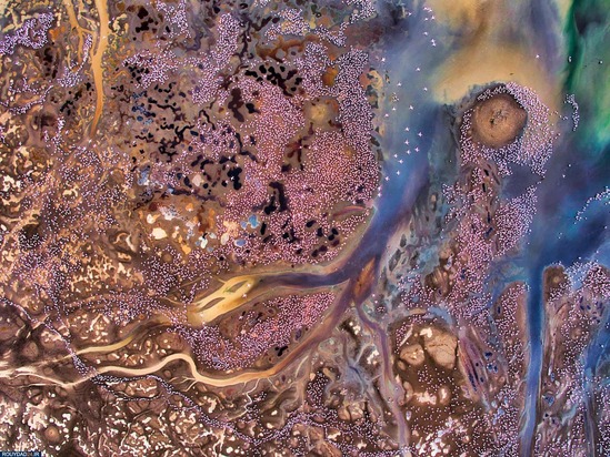 برندگان عکاسی حیات وحش