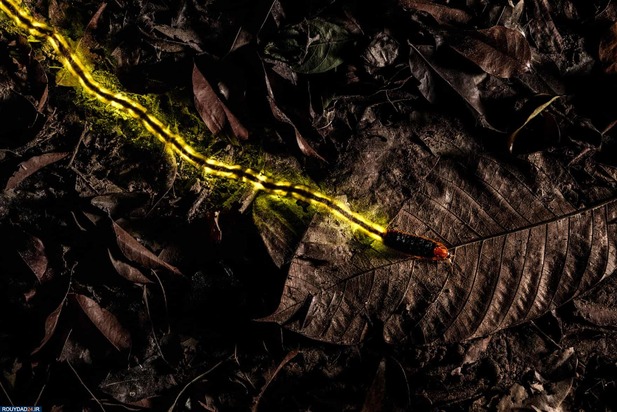 برندگان عکاسی حیات وحش