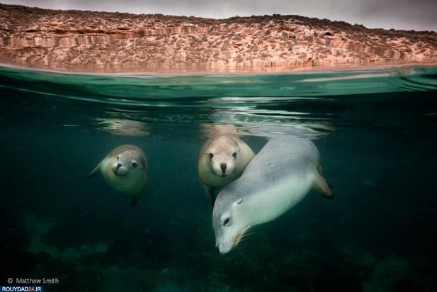 برندگان عکاسی حیات وحش