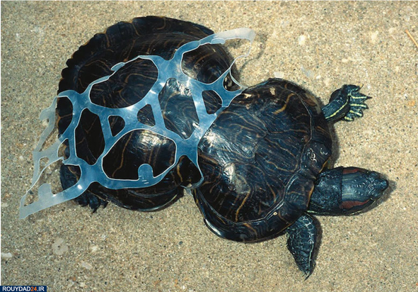 وحشتناک‌ترین تصاویر محیط زیست