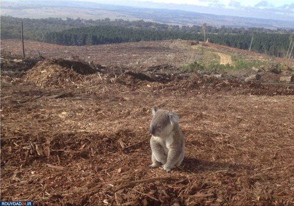 وحشتناک‌ترین تصاویر محیط زیست