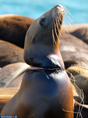 وحشتناک‌ترین تصاویر محیط زیست