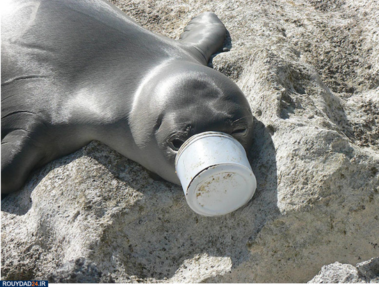 وحشتناک‌ترین تصاویر محیط زیست