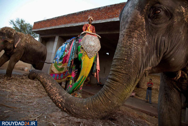 کمپ‌های مراقبت از فیل‌ها در هندوستان