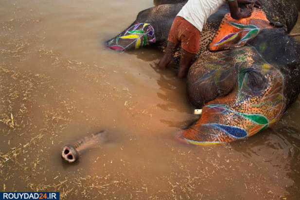 کمپ‌های مراقبت از فیل‌ها در هندوستان