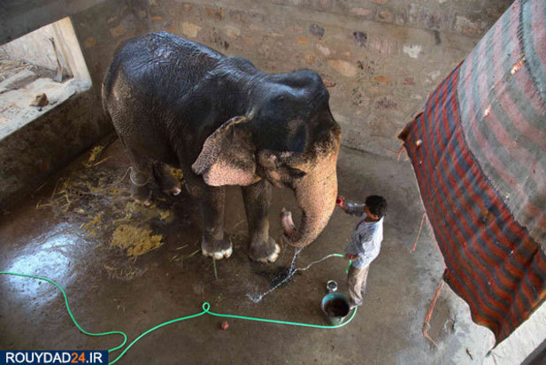 کمپ‌های مراقبت از فیل‌ها در هندوستان