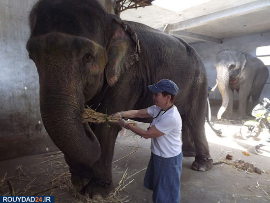 کمپ‌های مراقبت از فیل‌ها در هندوستان