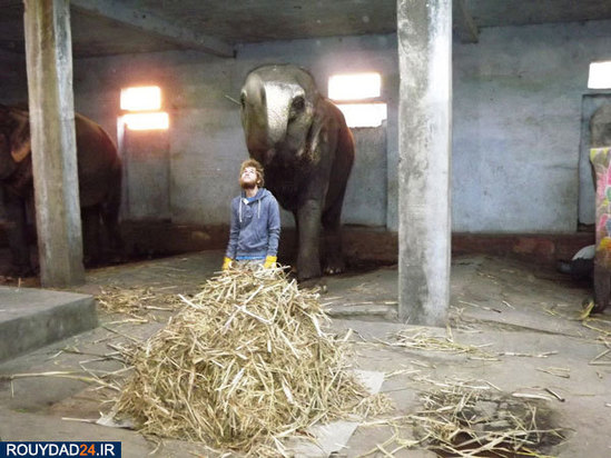 کمپ‌های مراقبت از فیل‌ها در هندوستان