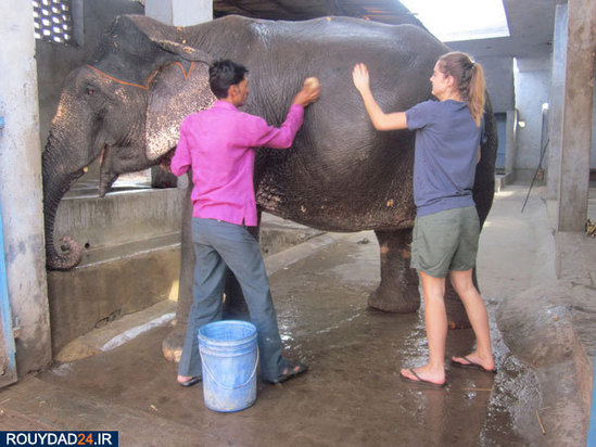 کمپ‌های مراقبت از فیل‌ها در هندوستان
