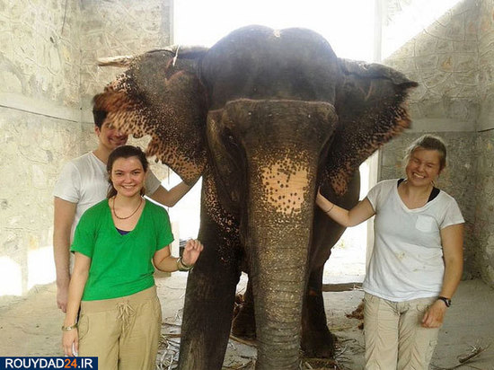 کمپ‌های مراقبت از فیل‌ها در هندوستان