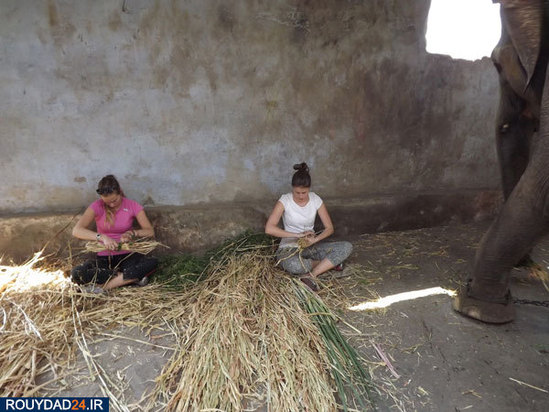 کمپ‌های مراقبت از فیل‌ها در هندوستان