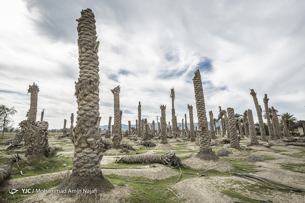 نخل‌های بی‌سر کرمان