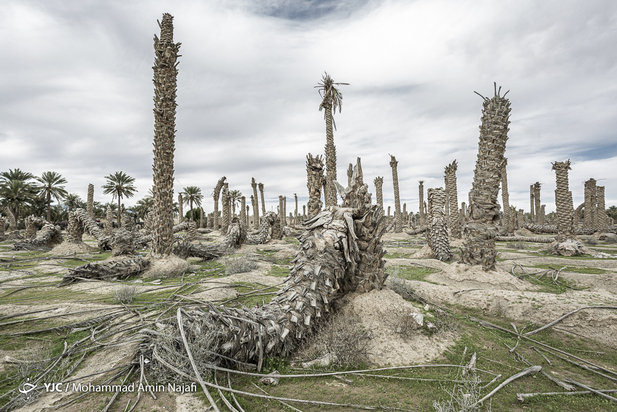 نخل‌های بی‌سر کرمان