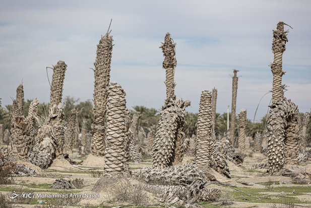 نخل‌های بی‌سر کرمان