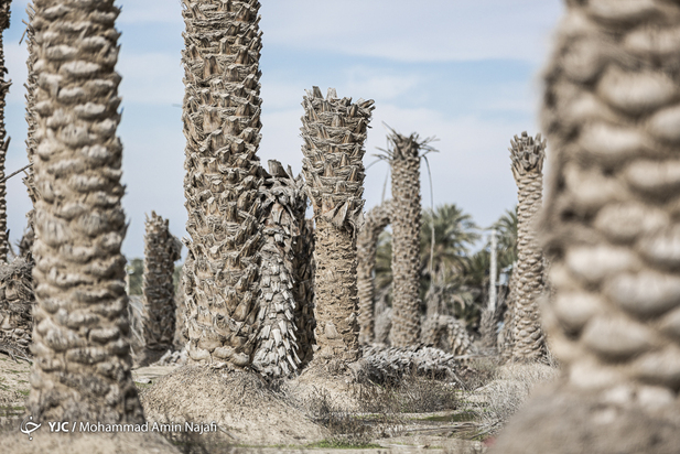 نخل‌های بی‌سر کرمان