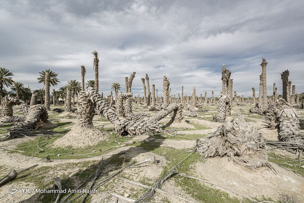 نخل‌های بی‌سر کرمان