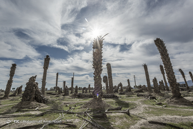 نخل‌های بی‌سر کرمان