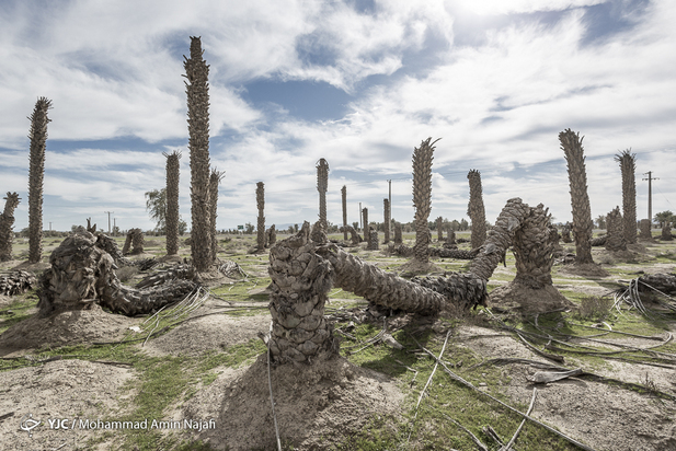 نخل‌های بی‌سر کرمان