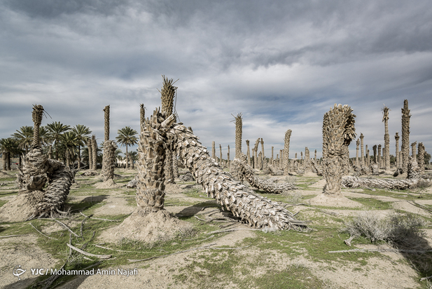 نخل‌های بی‌سر کرمان