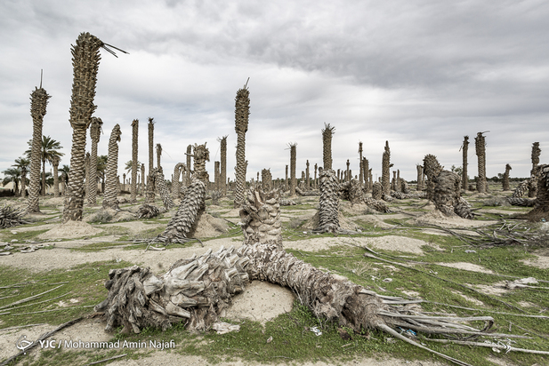 نخل‌های بی‌سر کرمان