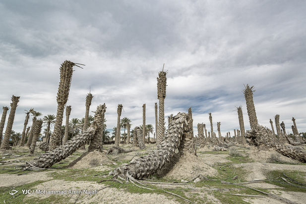 نخل‌های بی‌سر کرمان