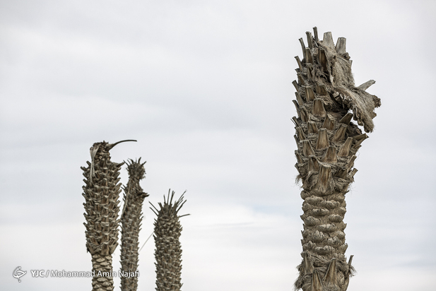 نخل‌های بی‌سر کرمان