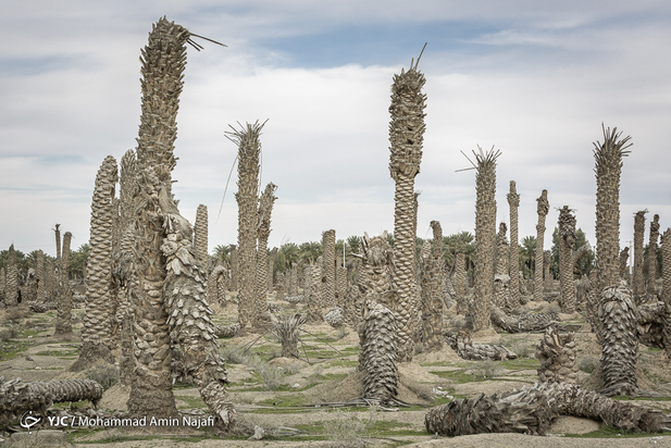 نخل‌های بی‌سر کرمان