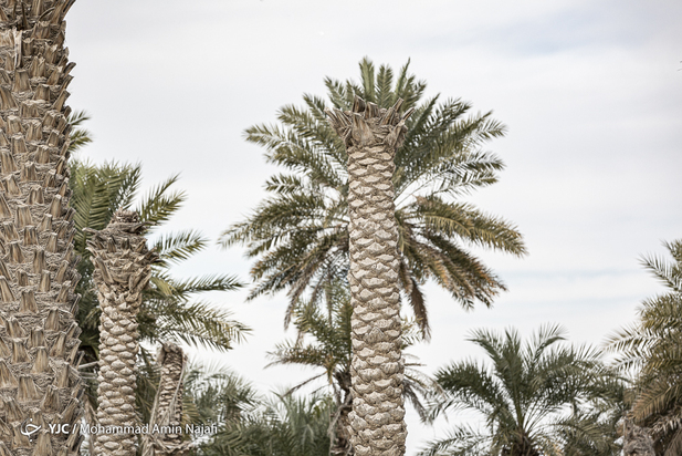 نخل‌های بی‌سر کرمان