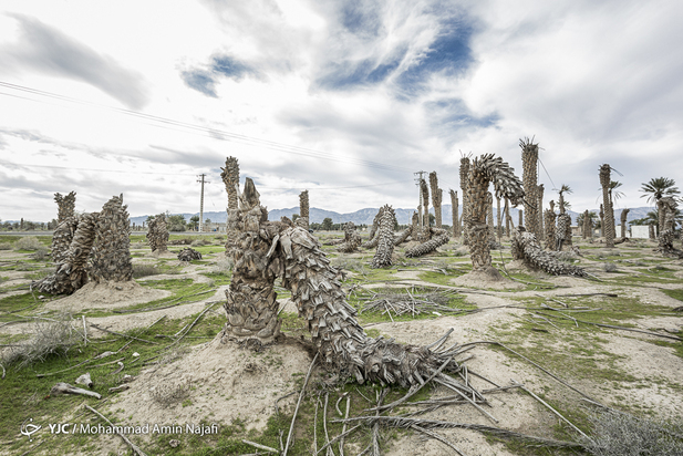 نخل‌های بی‌سر کرمان