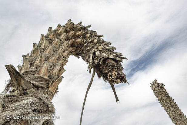 نخل‌های بی‌سر کرمان